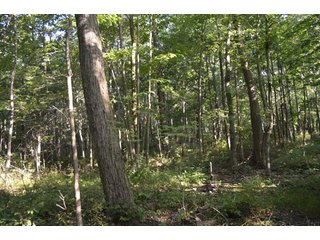 Property photo 35 - 64 Acre Farm Offered in 4 Tracts or in Combinations - Real Estate Auction